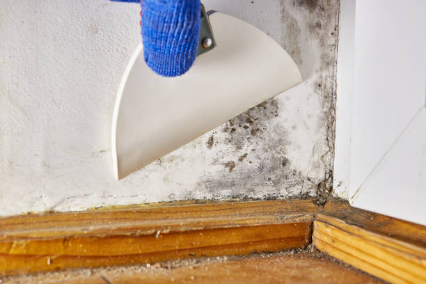 Best HVAC Mold Inspection and Cleaning  in Potomac Park, CA